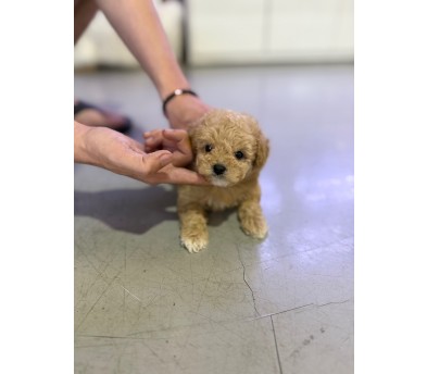 토이푸들(분양완료)